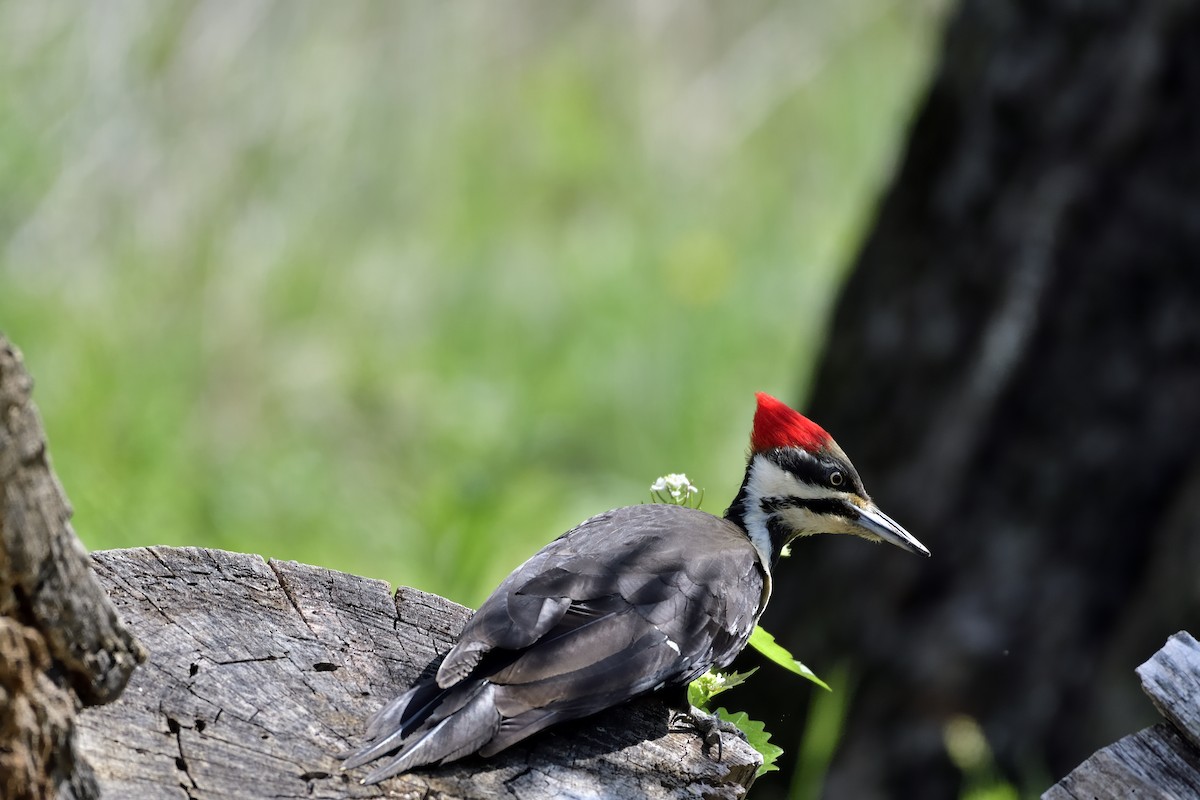 Pileated Woodpecker - ML563778591