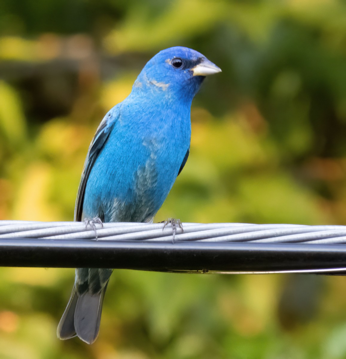 Indigo Bunting - ML563778661