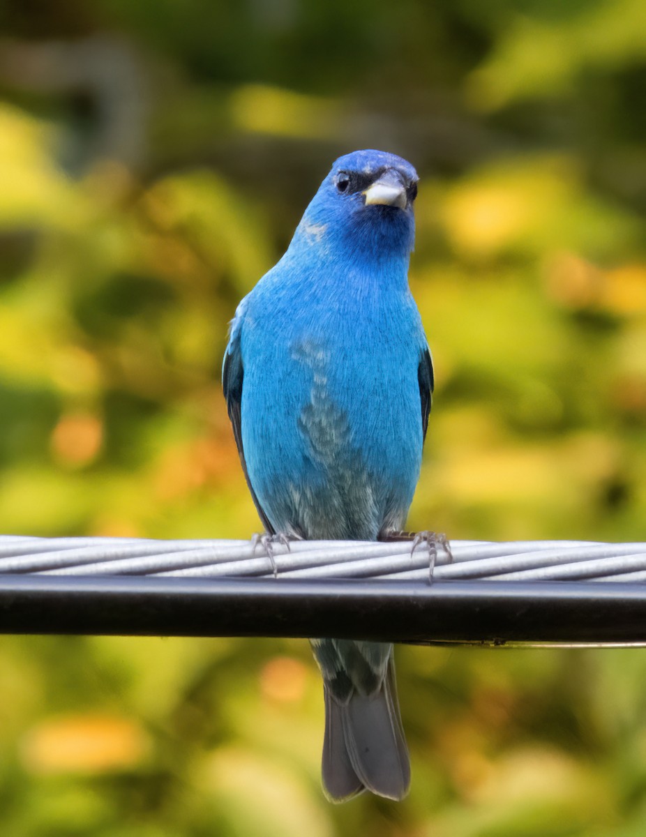 Indigo Bunting - Barbara Riley