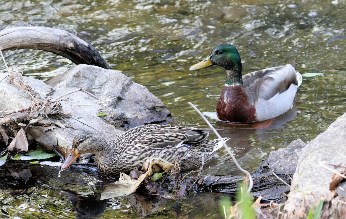 Canard colvert - ML563780361