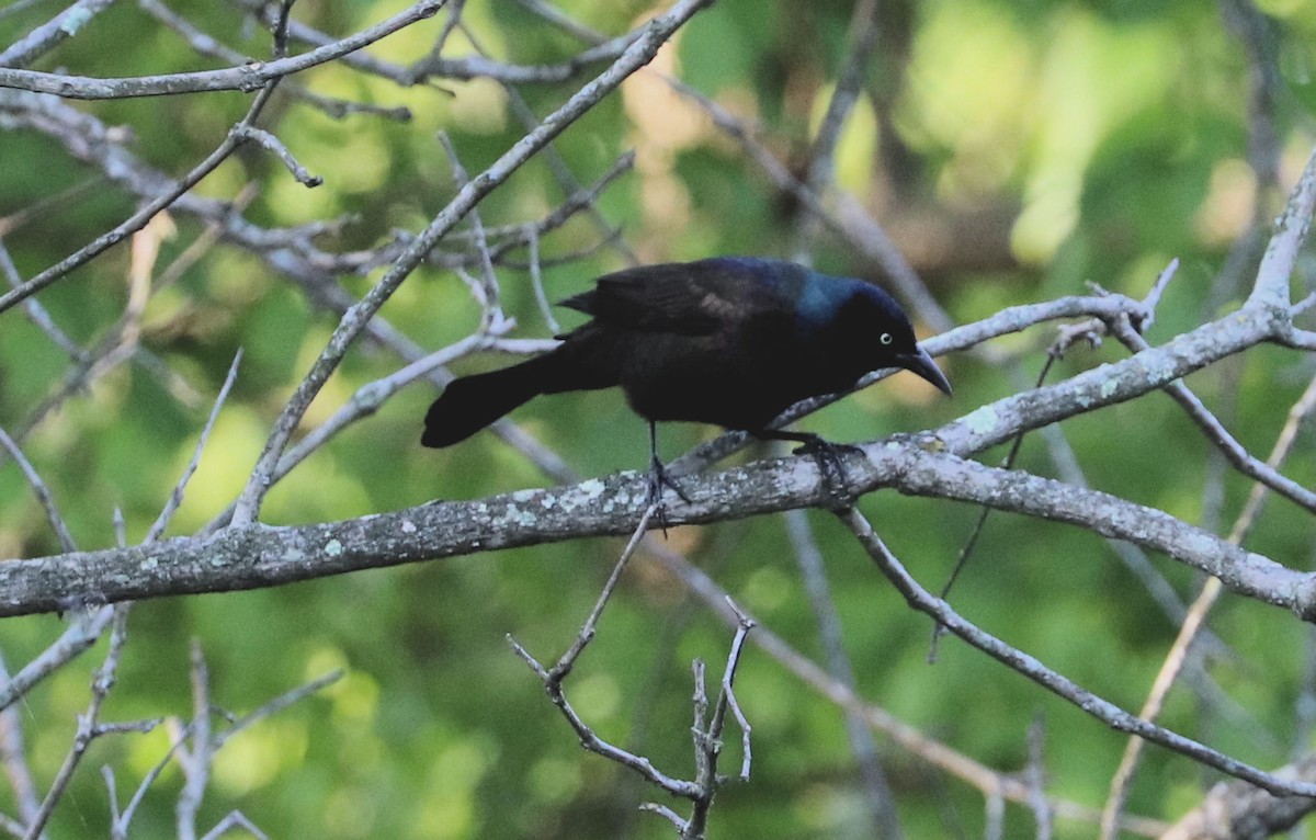 Common Grackle - ML563780611