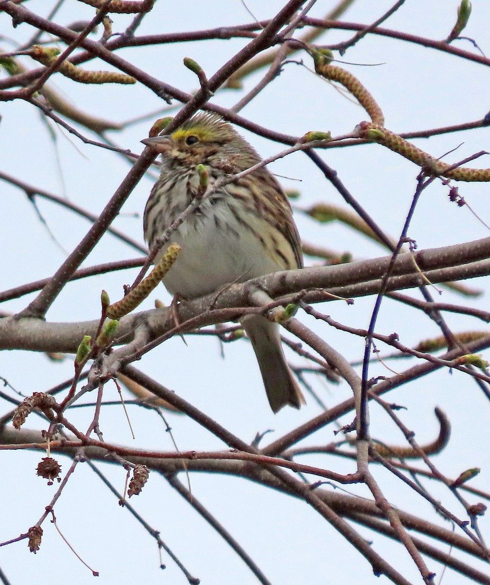 Savannah Sparrow - ML563780751