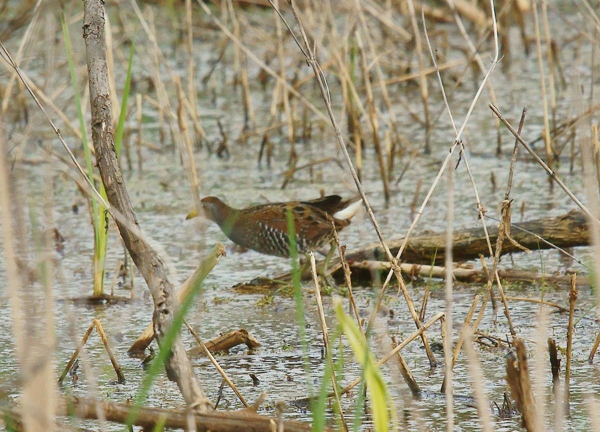 Polluela Sora - ML563780791