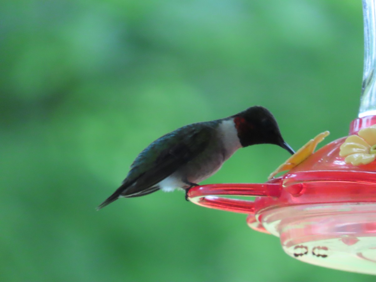 Ruby-throated Hummingbird - ML563781341