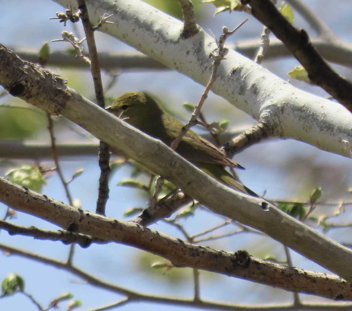 Orange-crowned Warbler - ML563782791