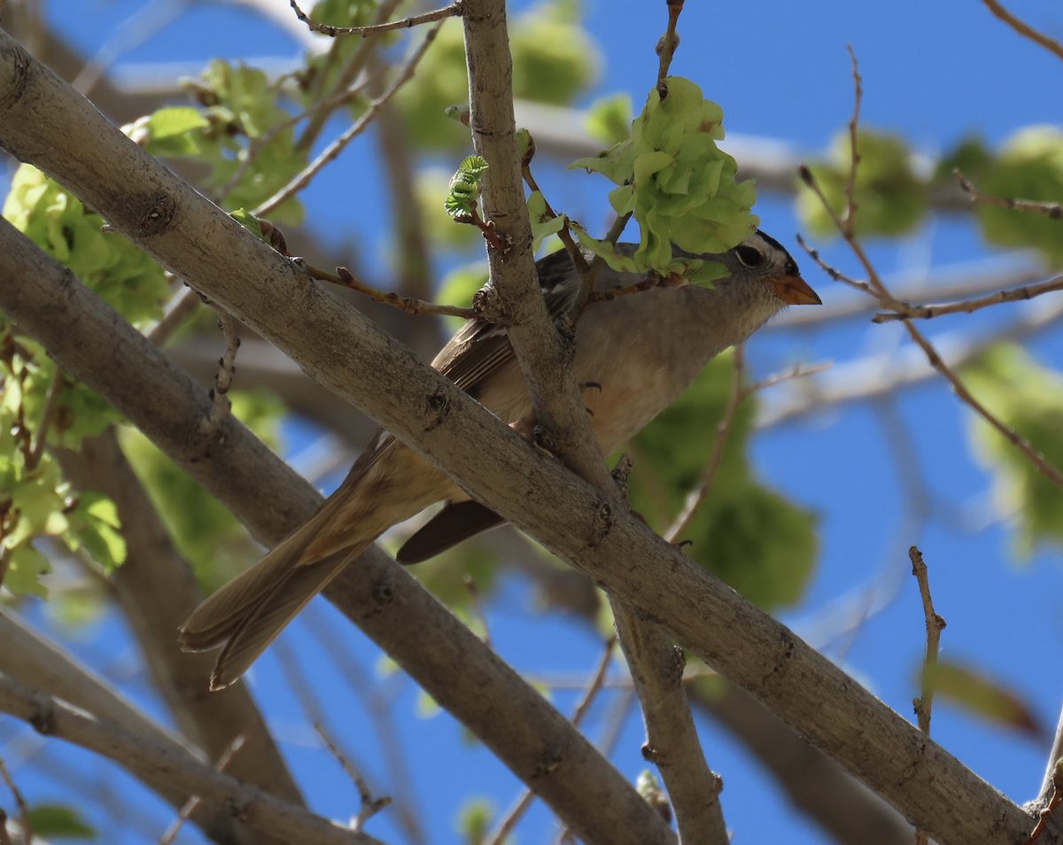 White-crowned Sparrow - ML563783451