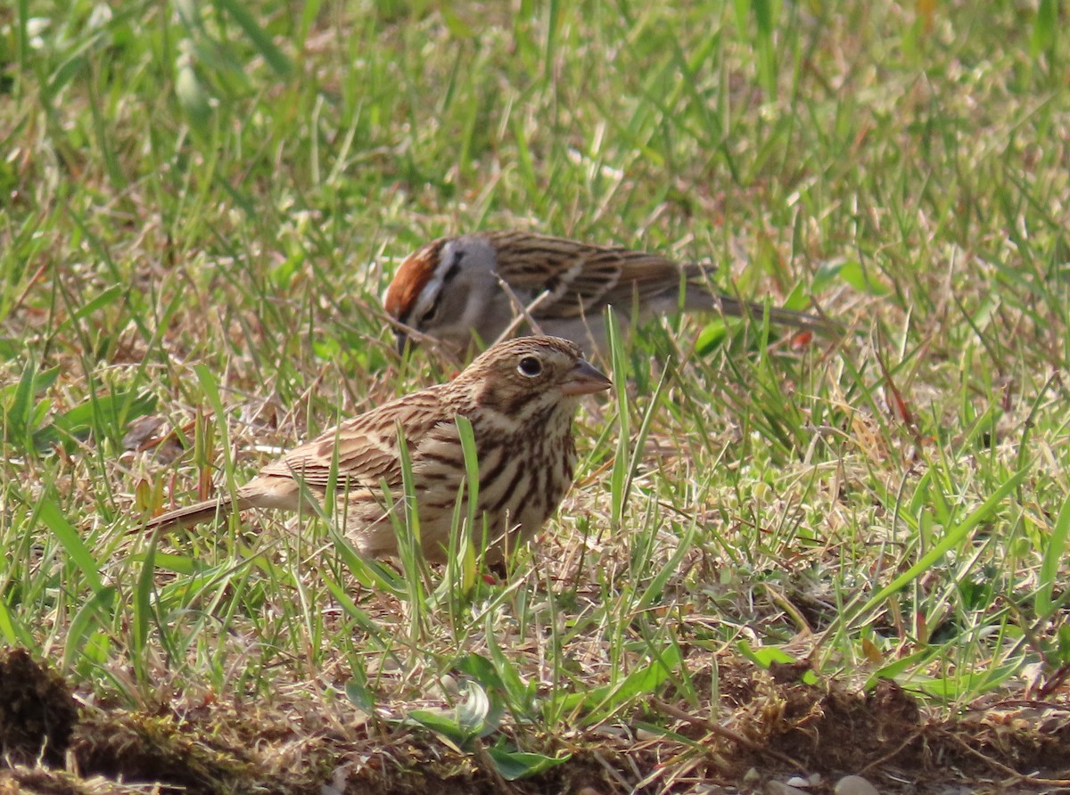 Vesper Sparrow - ML563783471