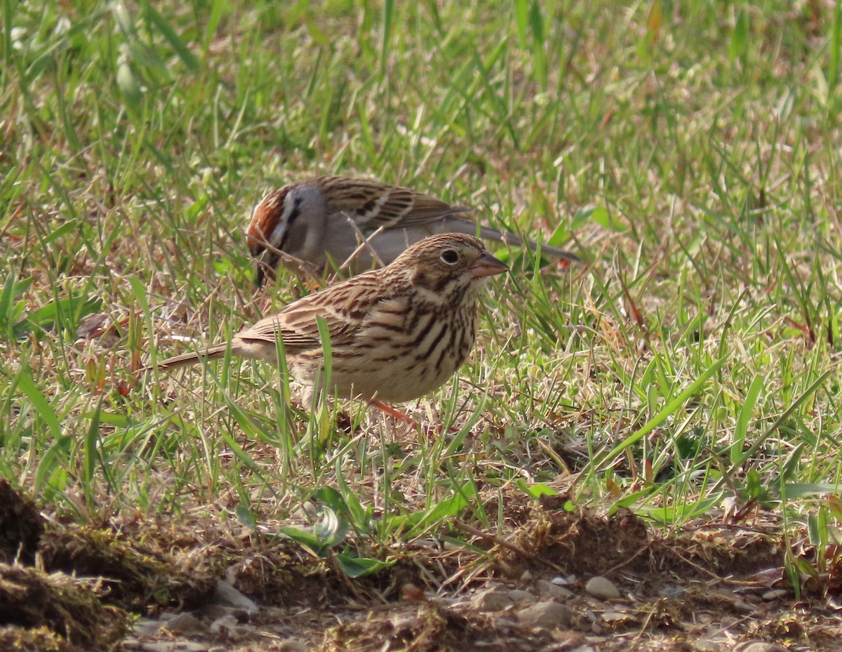 Vesper Sparrow - ML563783481