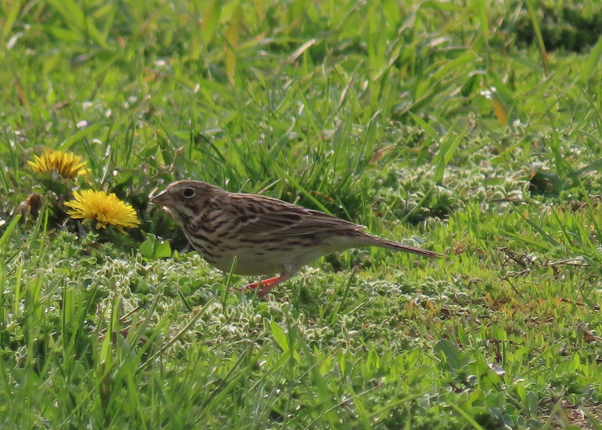 Vesper Sparrow - ML563783491