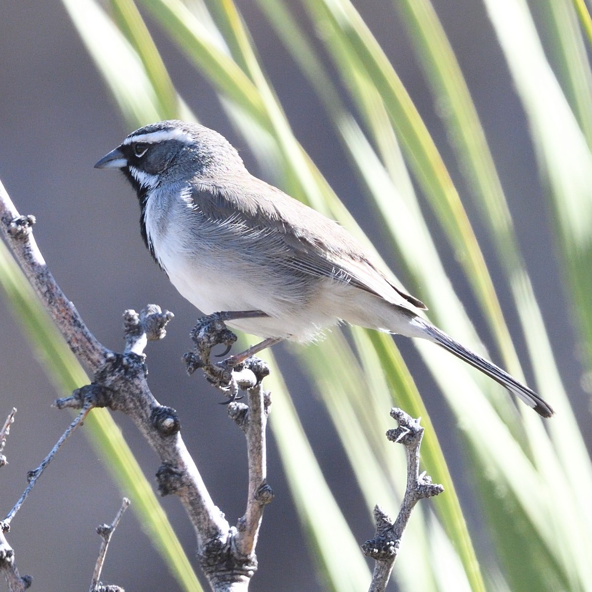 Black-throated Sparrow - Matt Bush