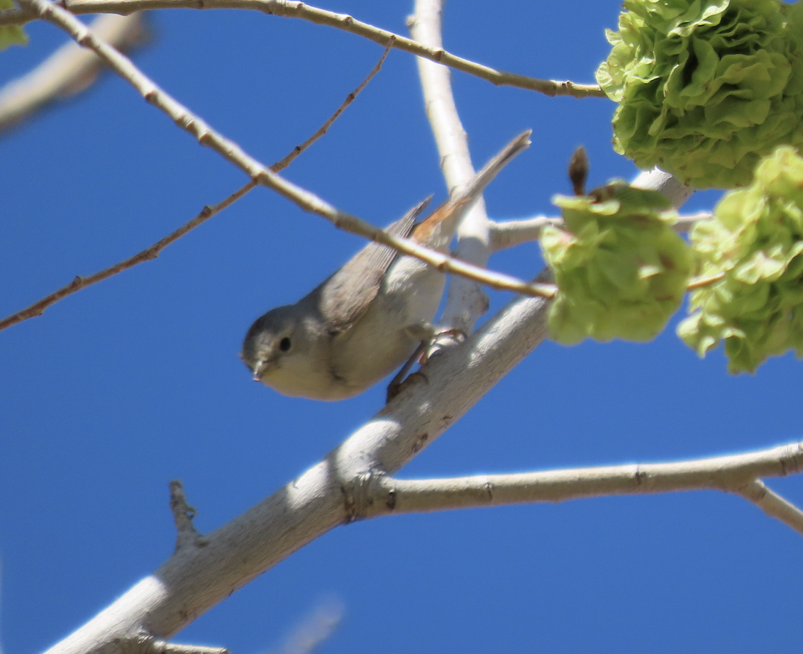 Lucy's Warbler - ML563783721