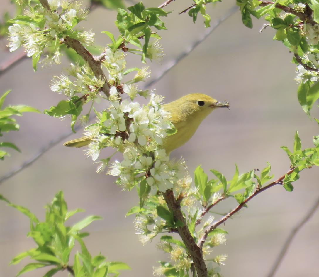 Yellow Warbler - ML563783841