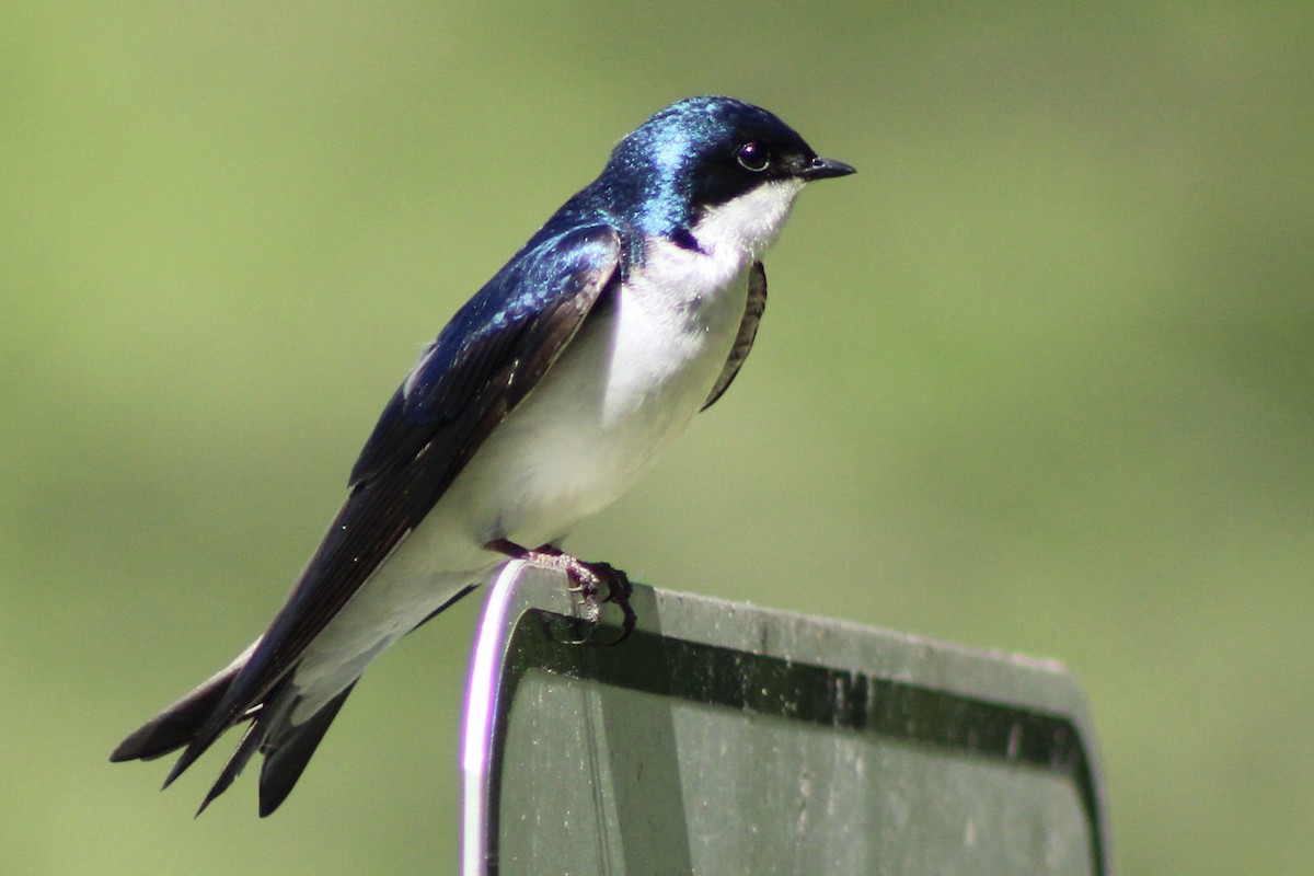 Tree Swallow - ML563784371