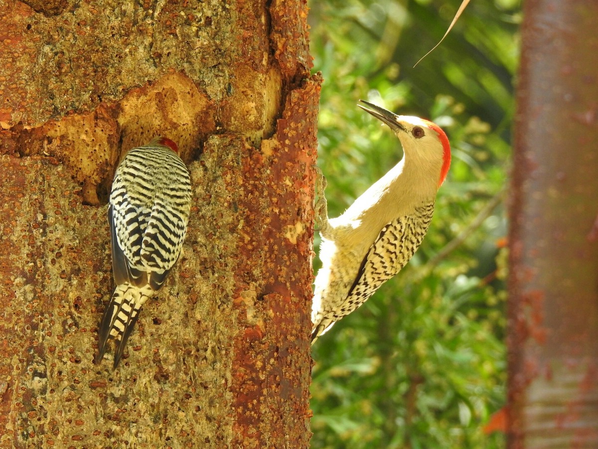 West Indian Woodpecker - ML56378461