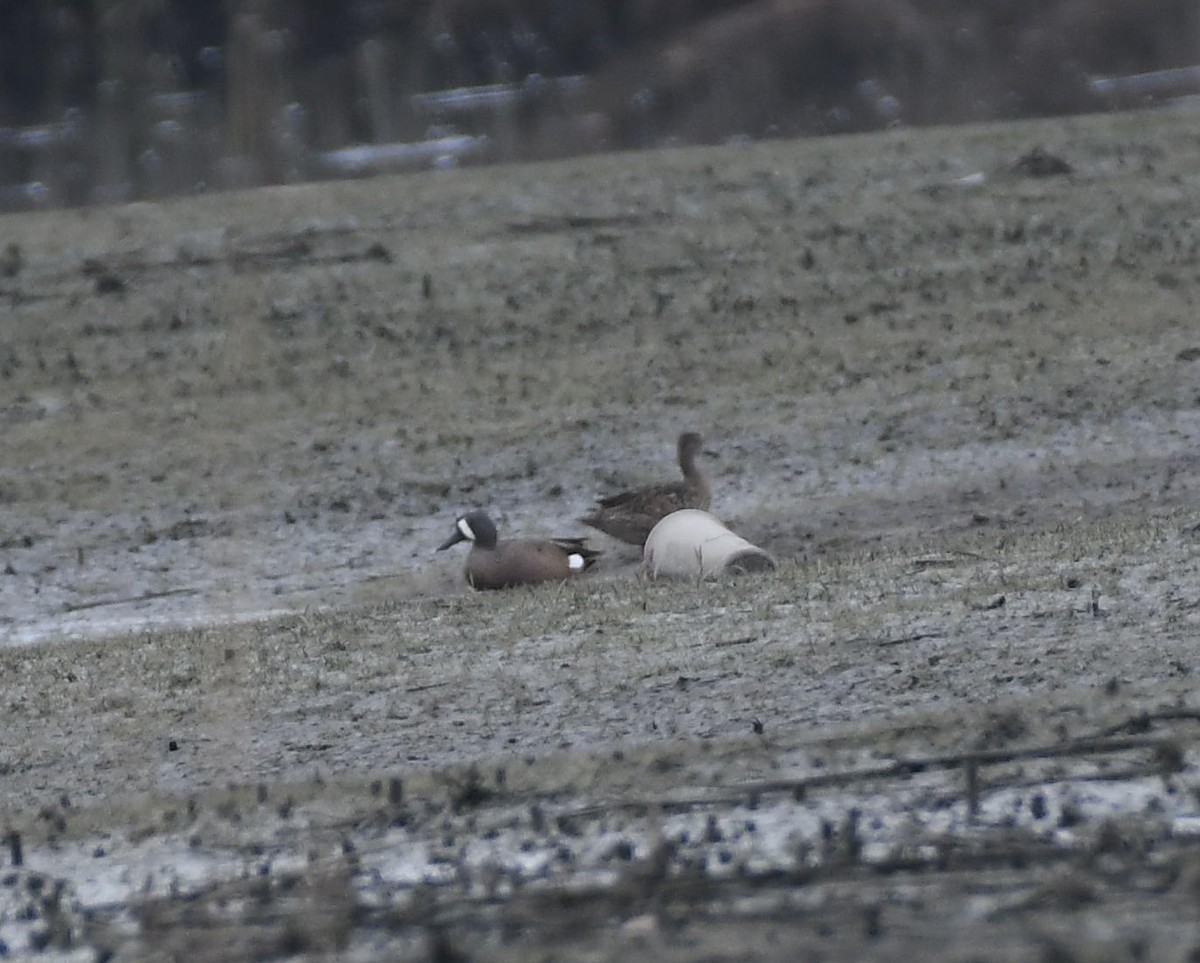 Blue-winged Teal - ML563785631