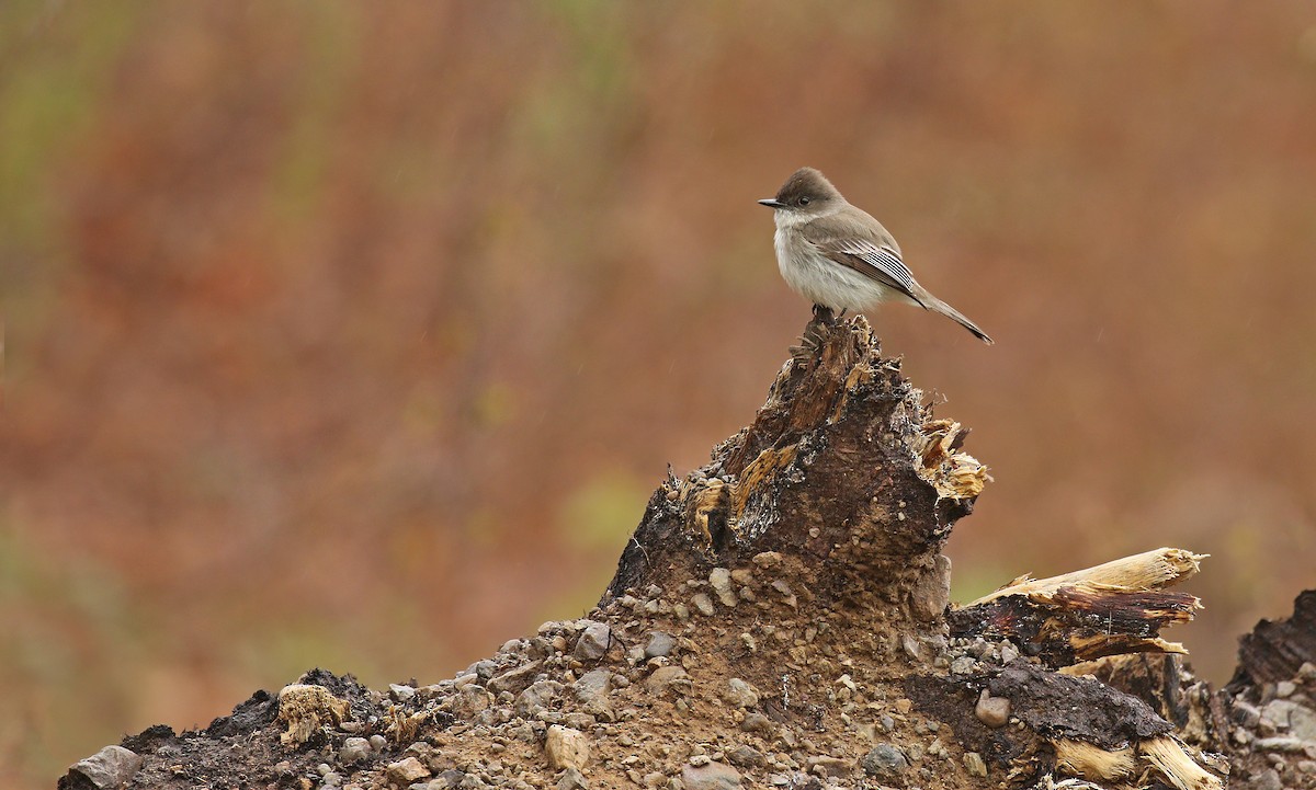 Eastern Phoebe - ML56378581