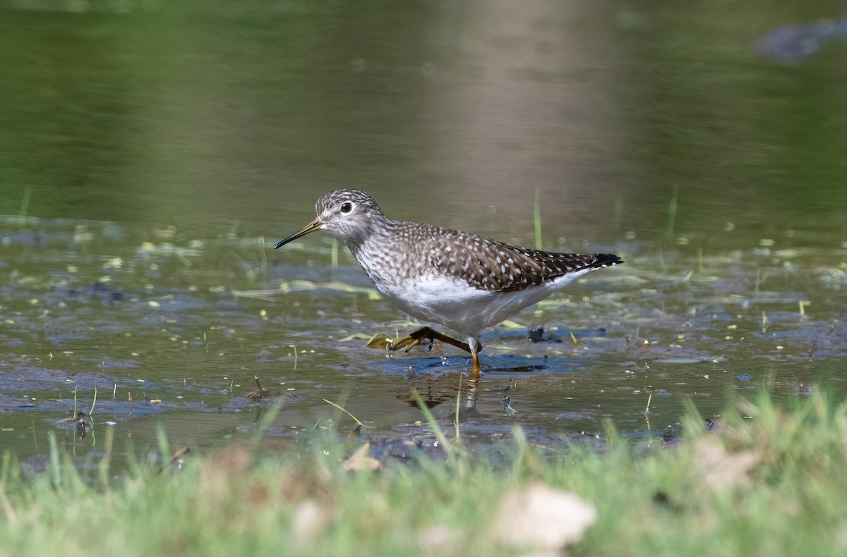 Solitary Sandpiper - ML563785881