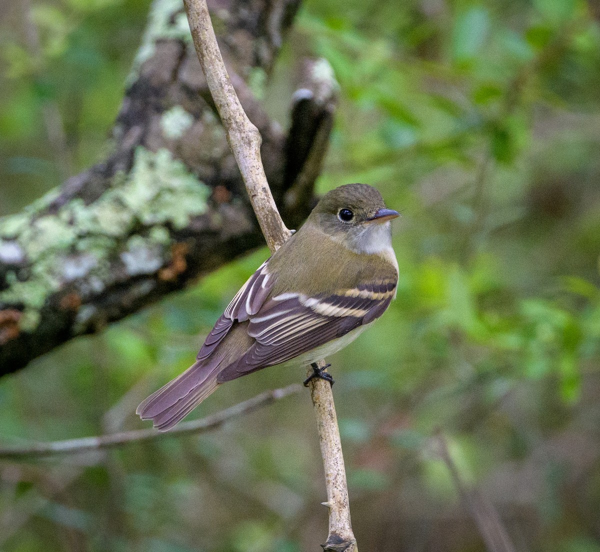 Acadian Flycatcher - ML563786311