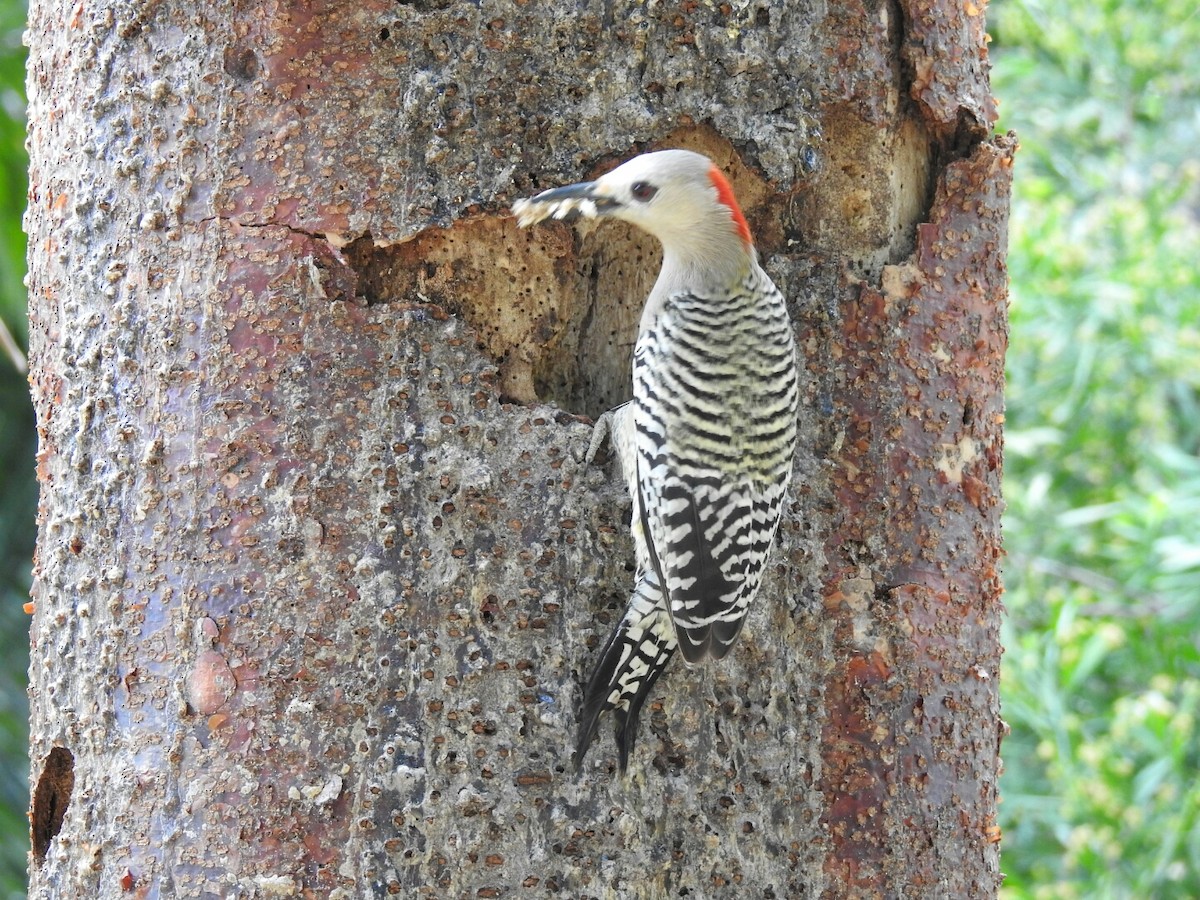West Indian Woodpecker - ML56378731
