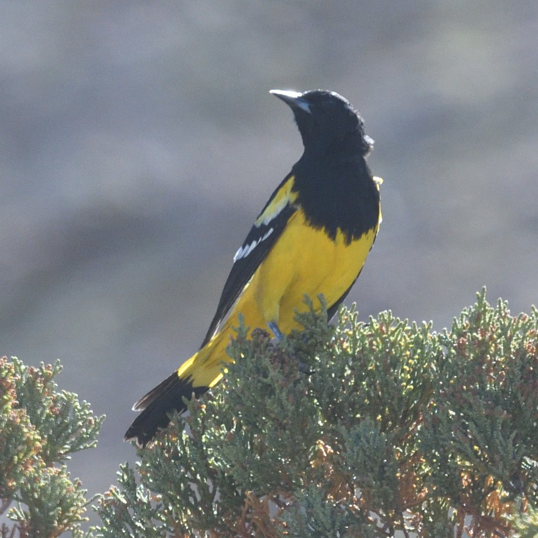 Oriole jaune-verdâtre - ML563787531