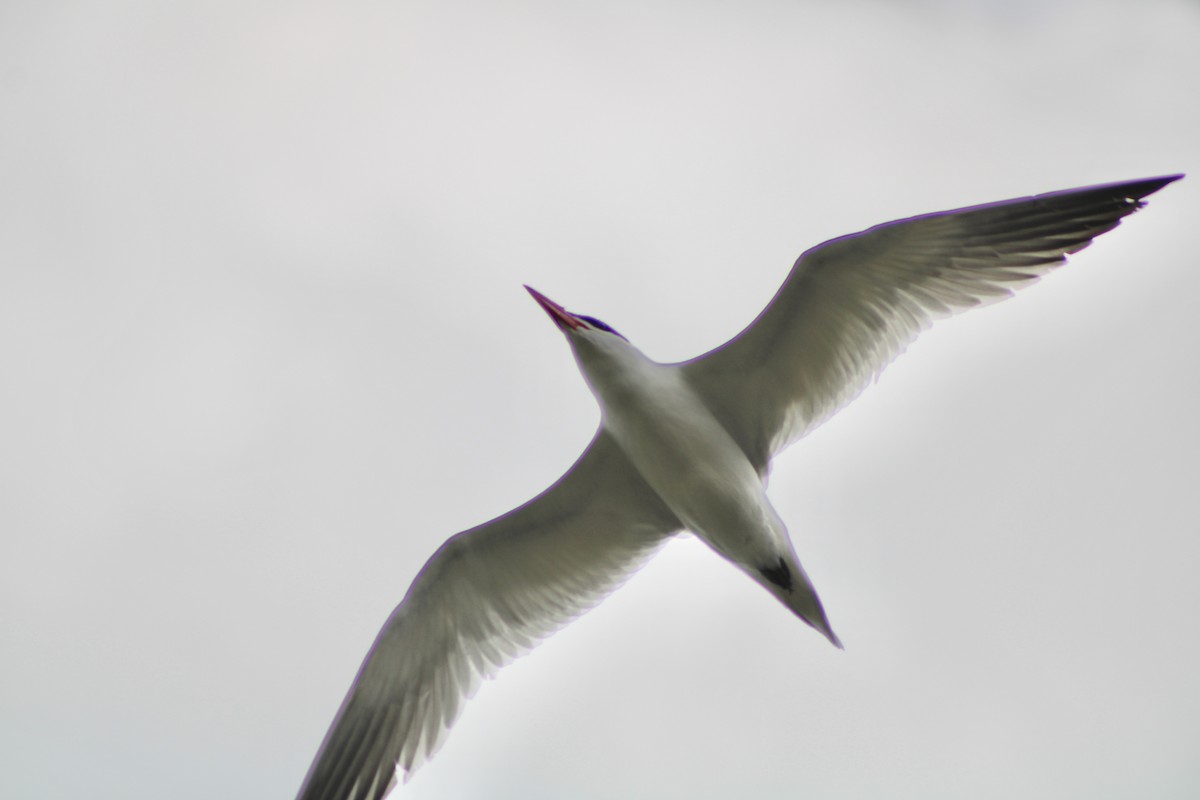 Caspian Tern - ML563788721