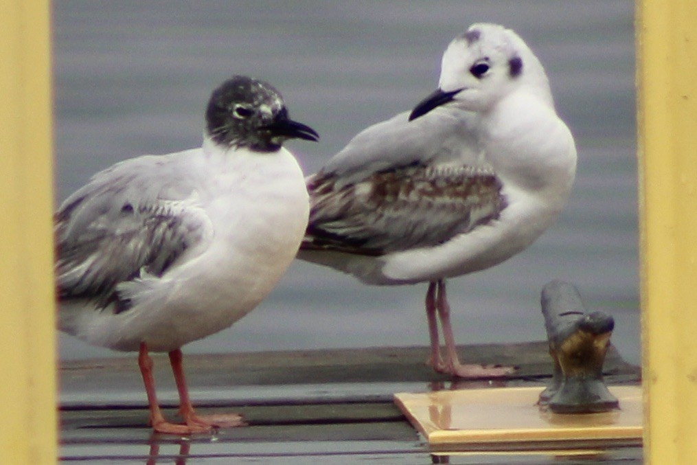 Mouette de Bonaparte - ML563788761