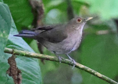Ecuadorian Thrush - ML563789411