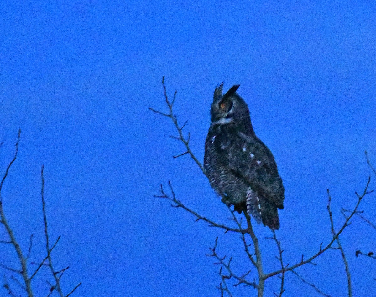 Great Horned Owl - ML563791231