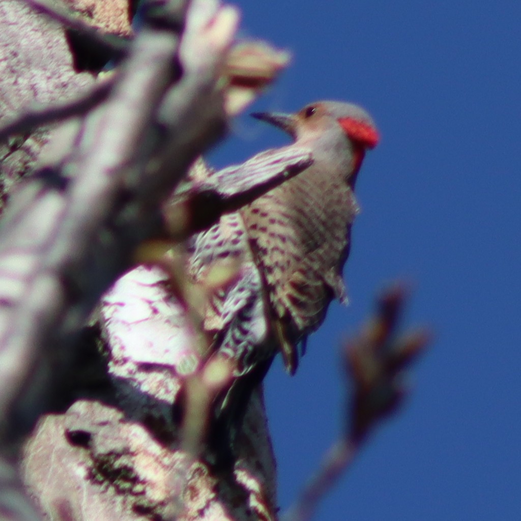 Carpintero Escapulario - ML563791501