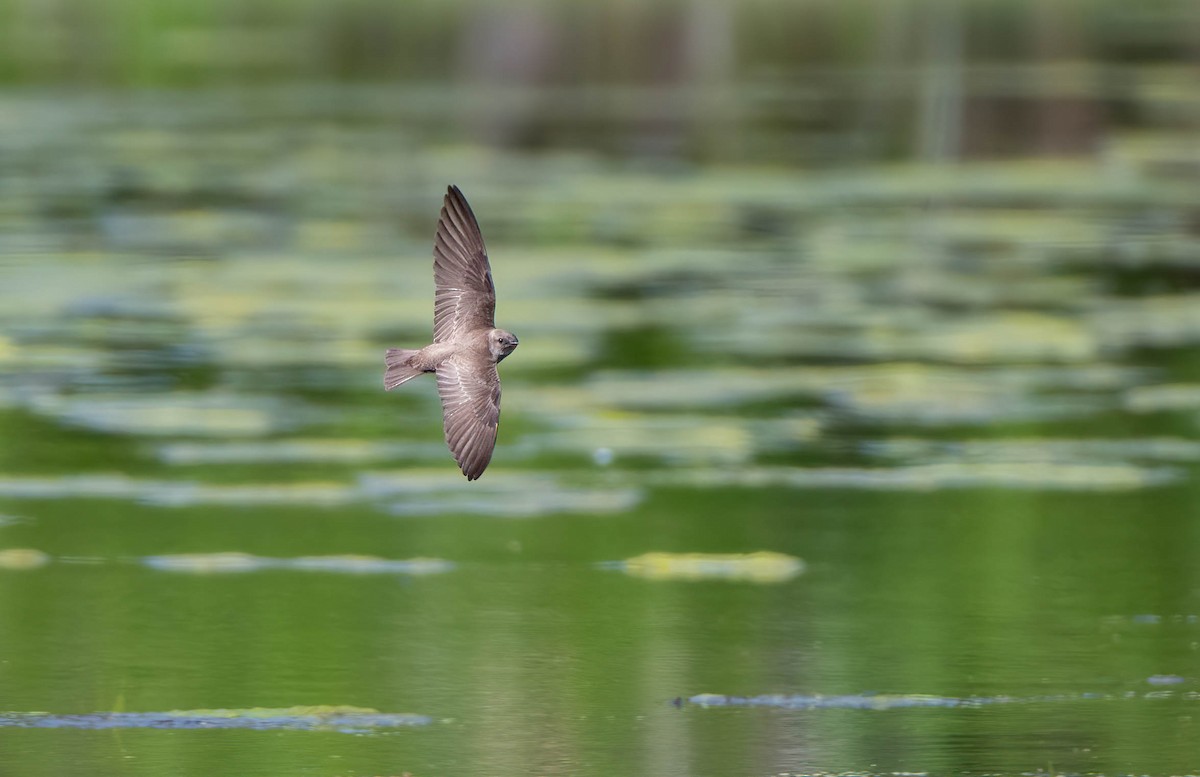 Northern Rough-winged Swallow - Mike Good