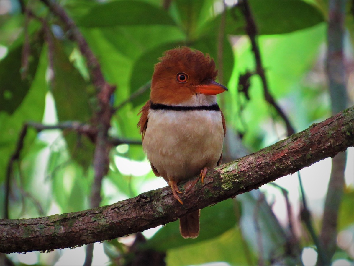 Collared Puffbird - ML563791691