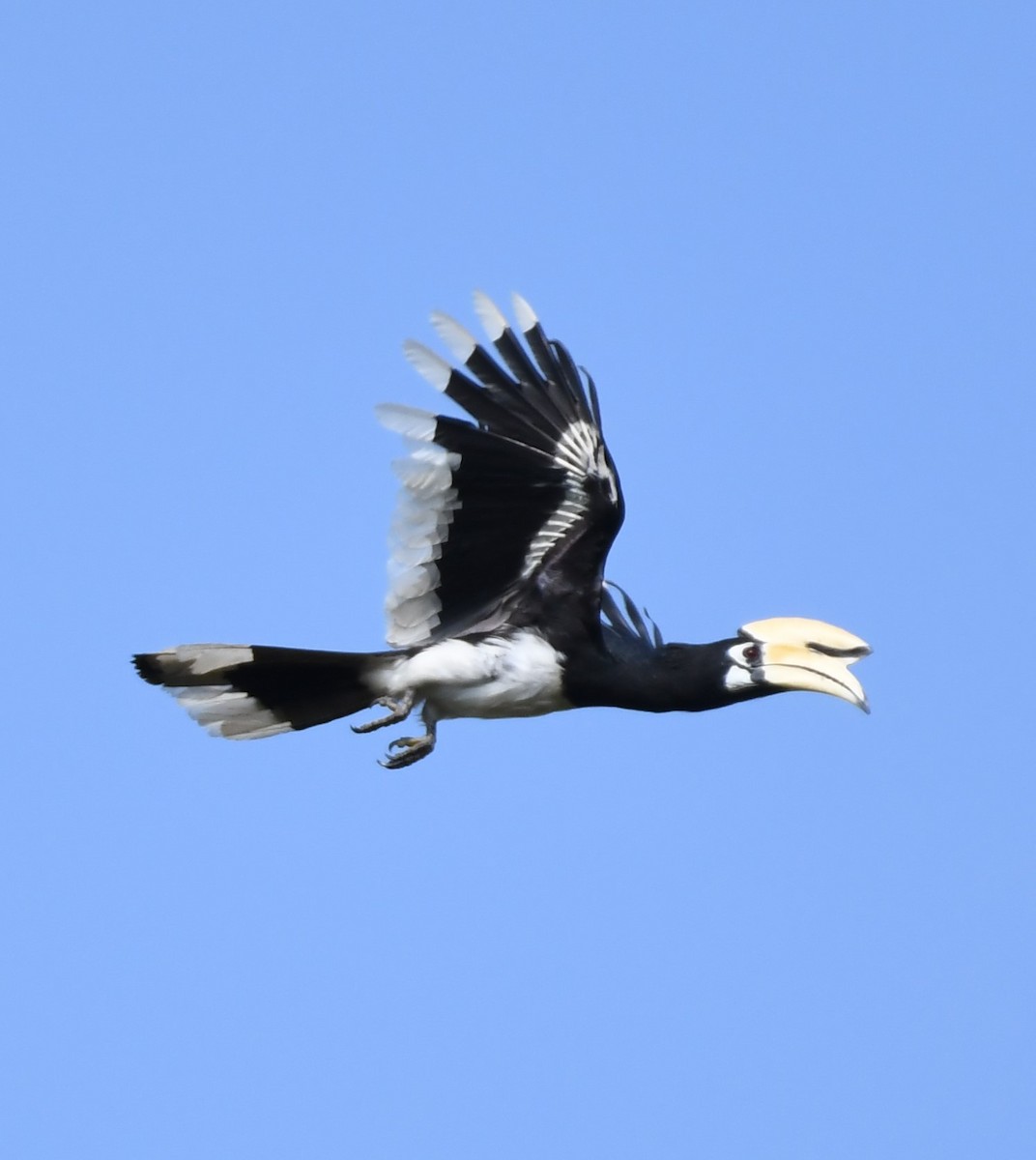 Oriental Pied-Hornbill - ML563792191