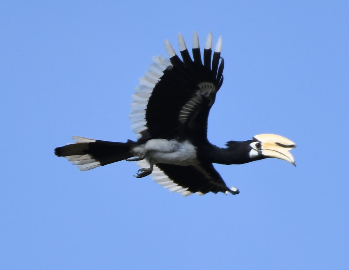 Oriental Pied-Hornbill - ML563792221