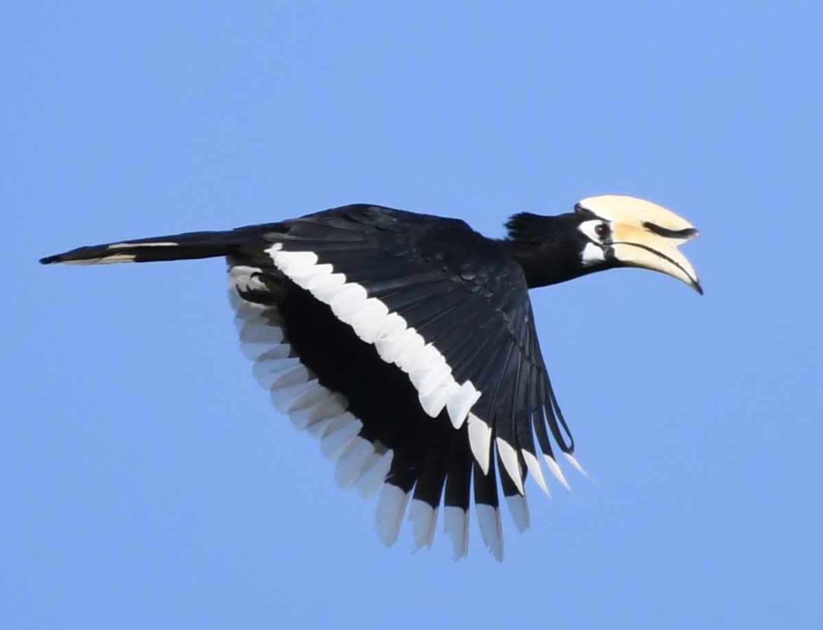 Oriental Pied-Hornbill - Neil Wingert