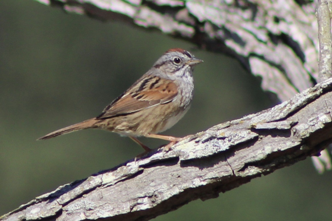 Swamp Sparrow - ML563793351