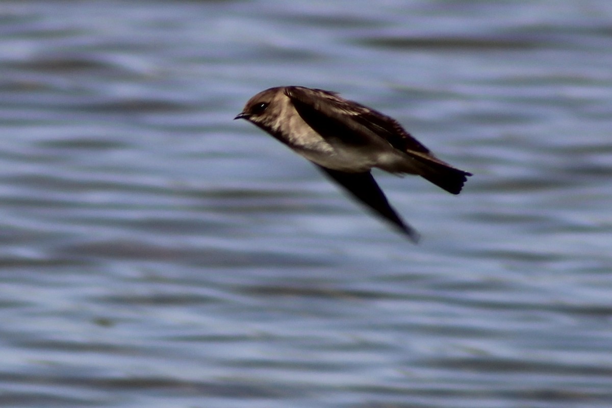 Northern Rough-winged Swallow - ML563793451