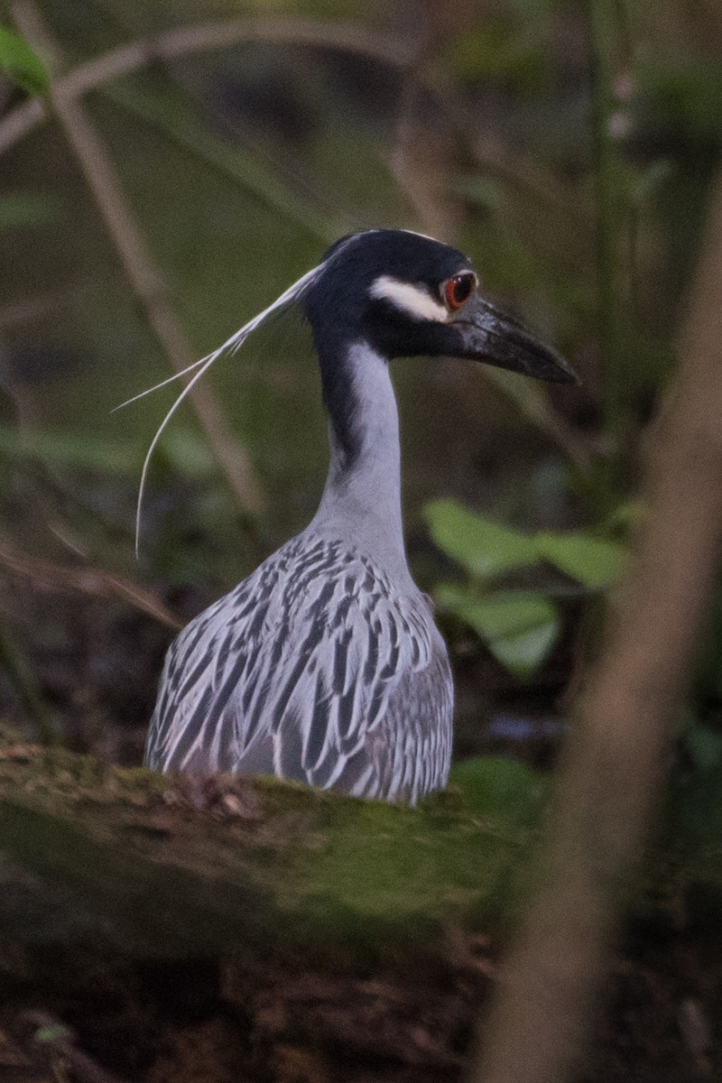 Yellow-crowned Night Heron - ML56379361