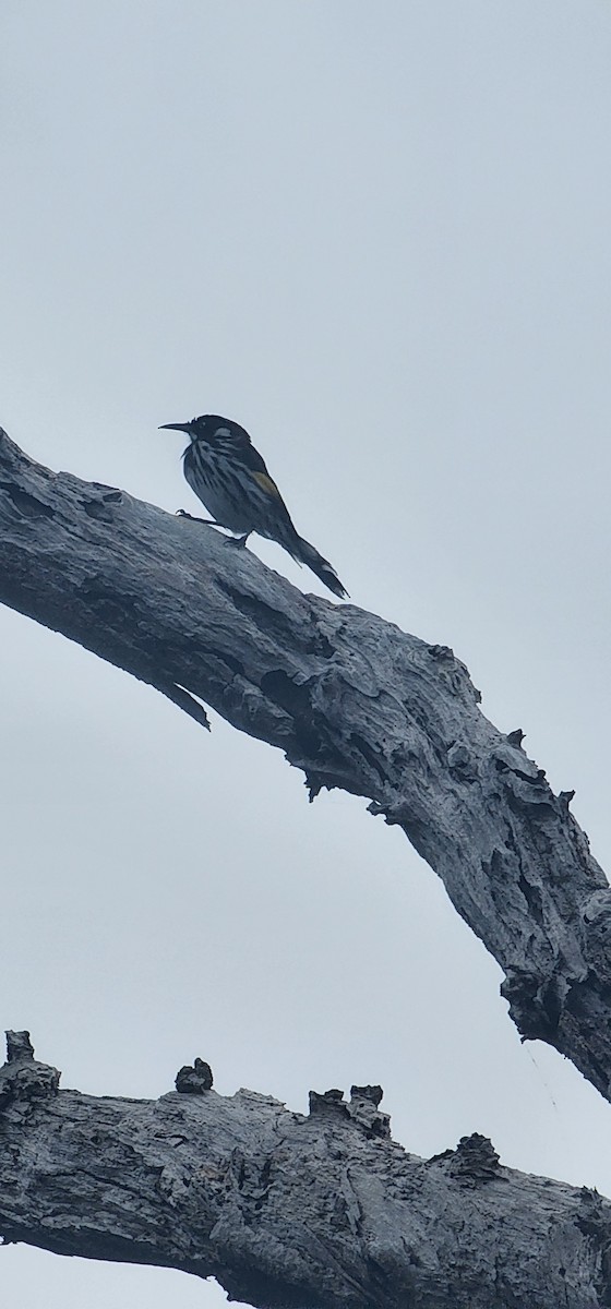 New Holland Honeyeater - ML563793811
