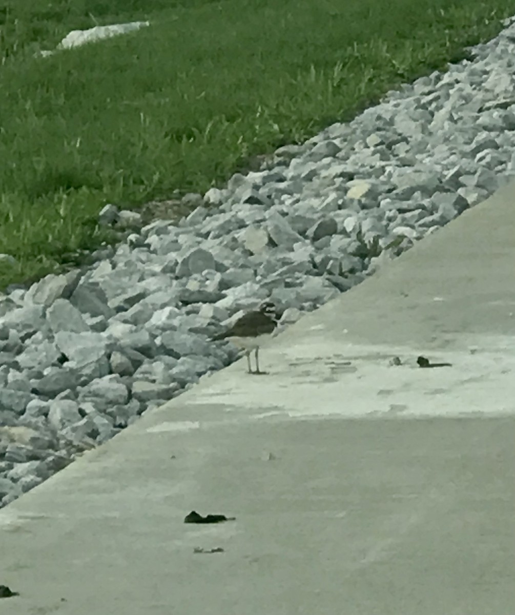 Killdeer - ML563794261