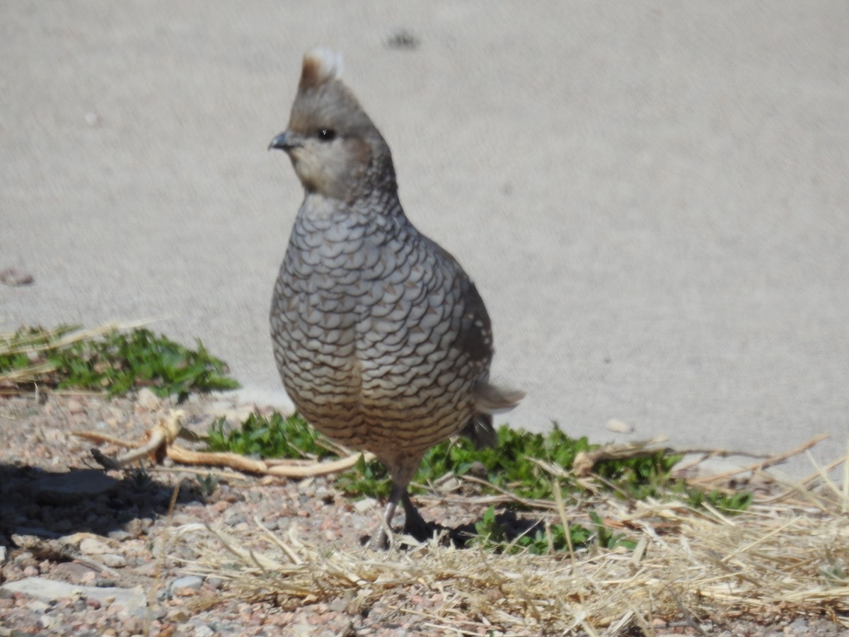 Scaled Quail - Forrest Luke