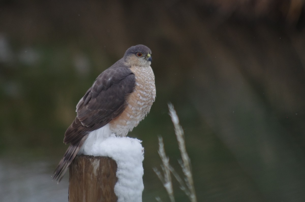 Sharp-shinned Hawk - robert beauchamp