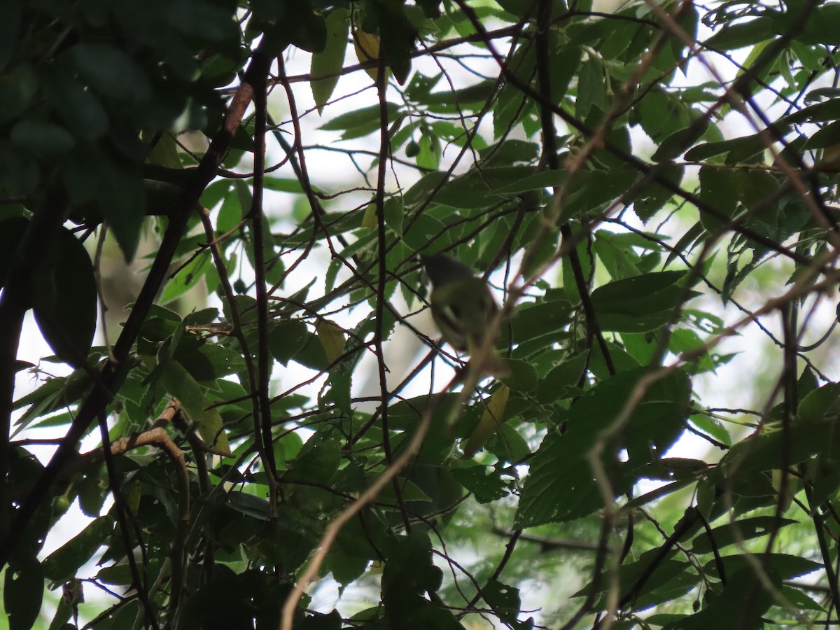 Yellow-olive Flatbill (asemus) - ML563795041