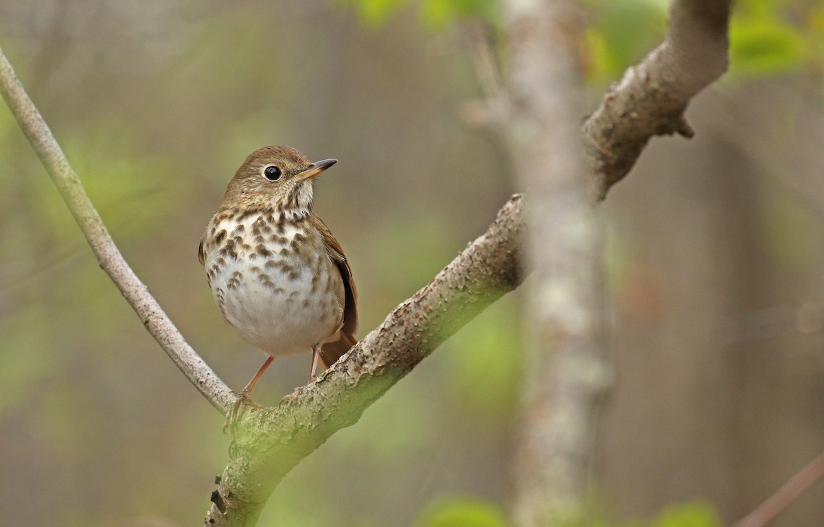 Hermit Thrush - ML56379531