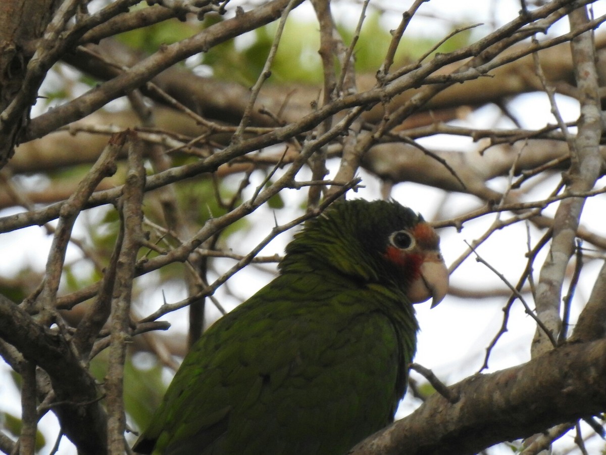 Cuban Parrot - ML56379551