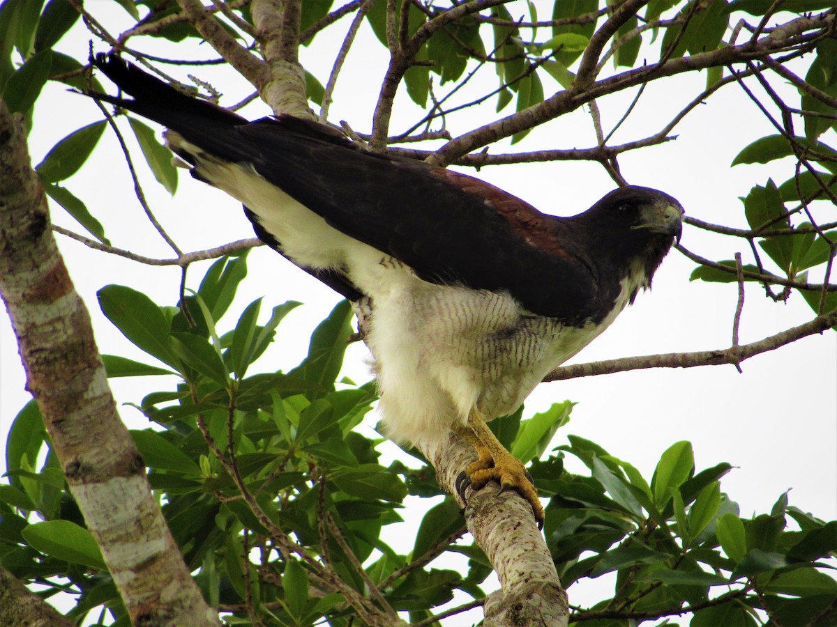 White-tailed Hawk - ML563796581