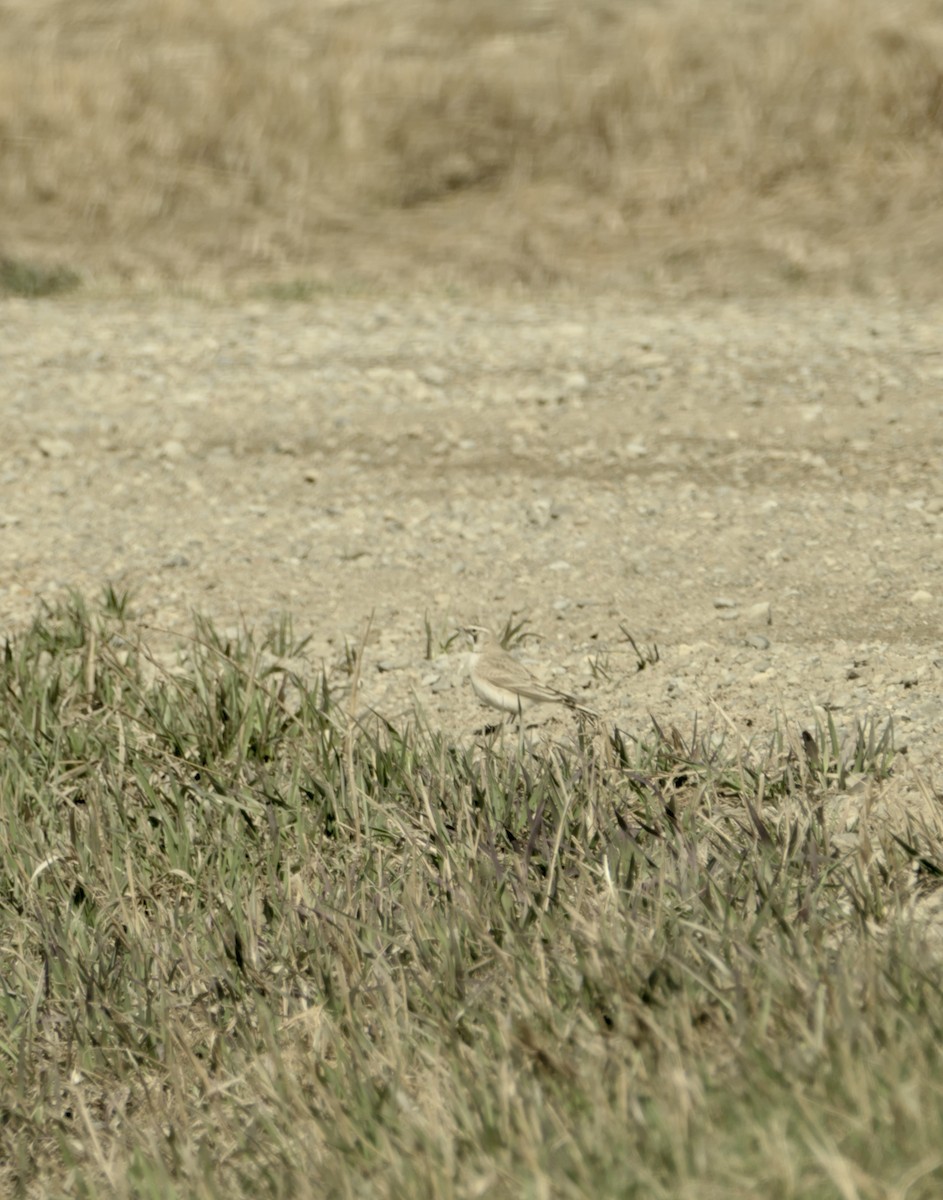 Horned Lark - Jim St Laurent