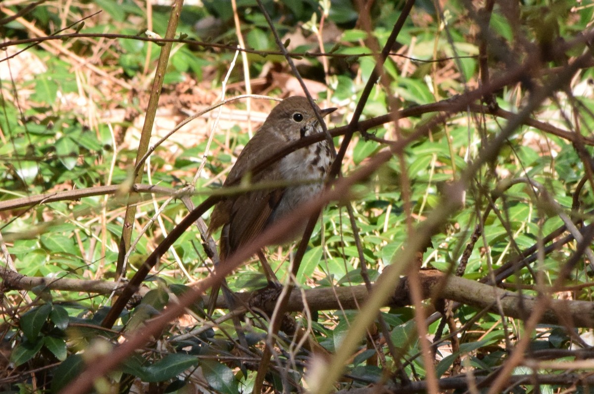 Hermit Thrush - ML563796981