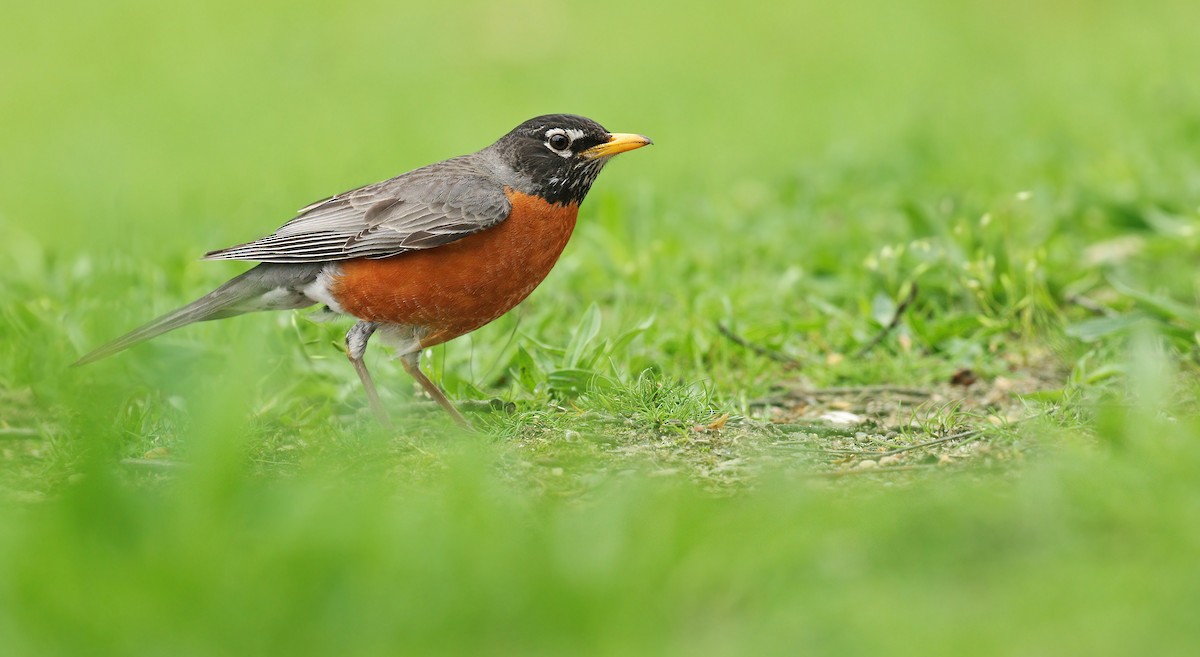 American Robin - Ryan Schain