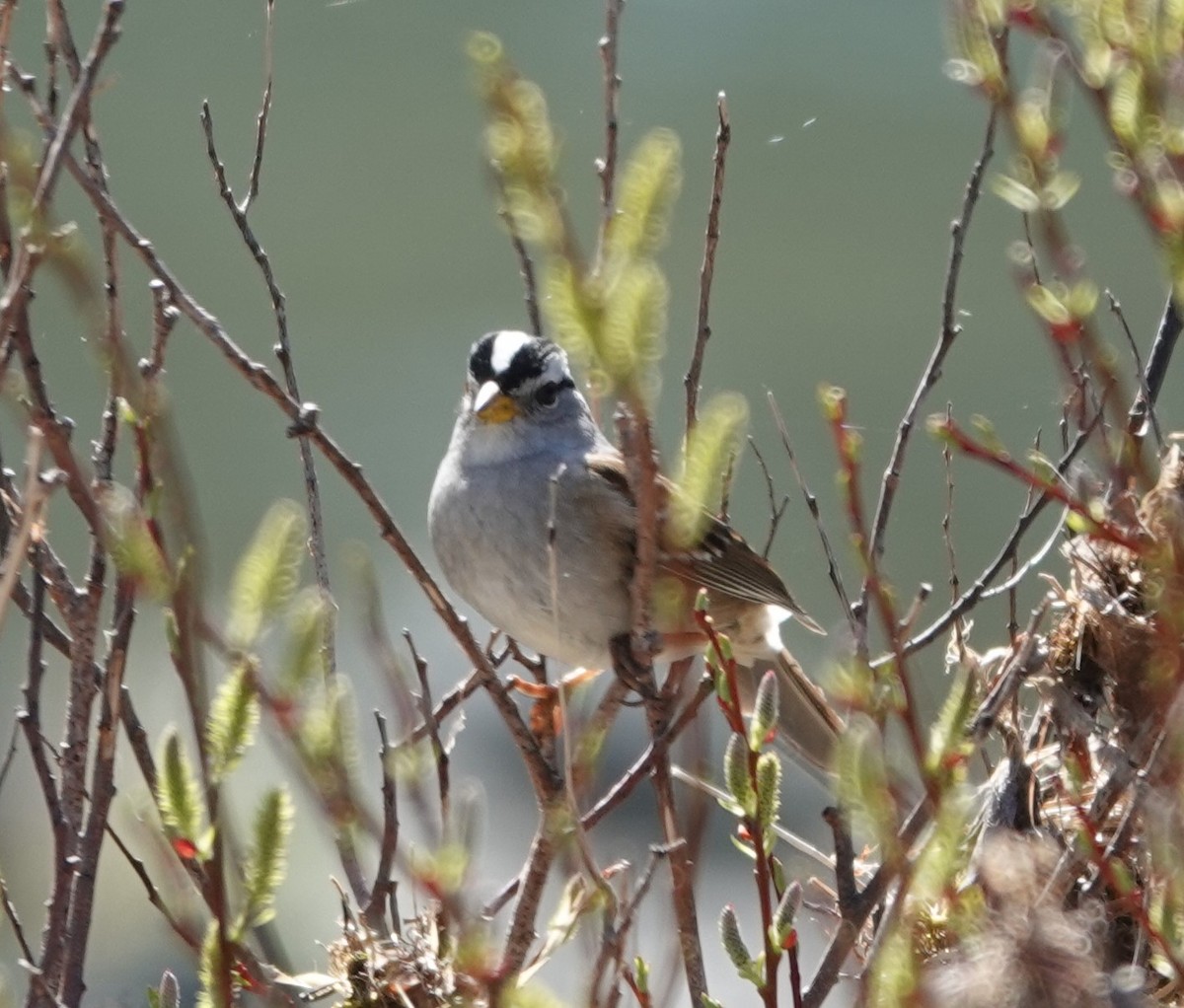 White-crowned Sparrow - ML563797441