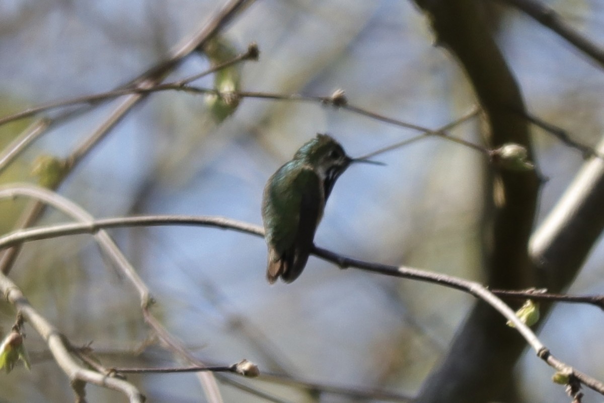 Calliope Hummingbird - ML563797571